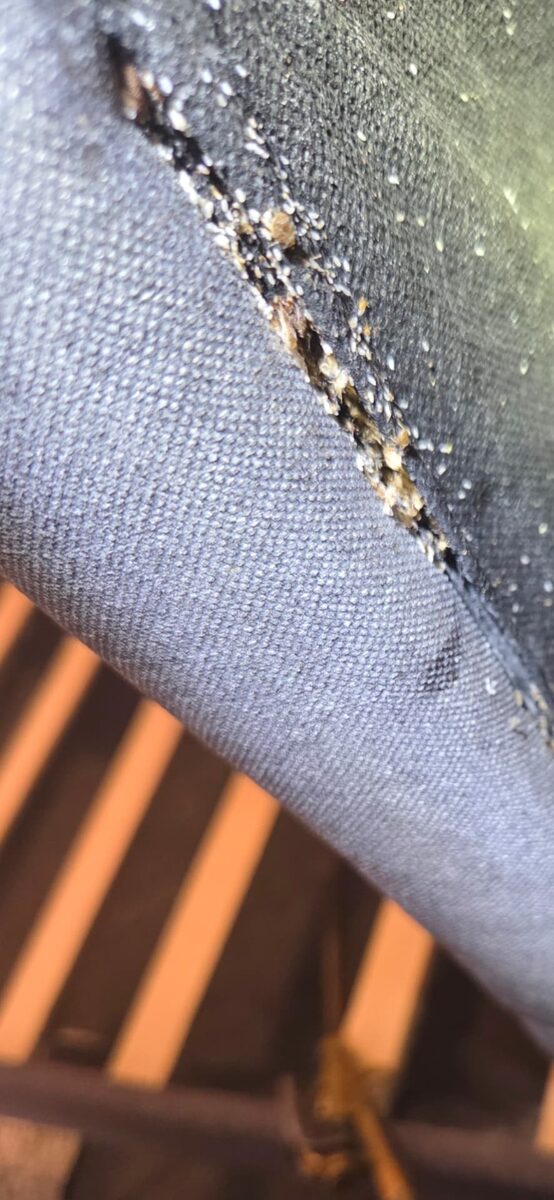 Bed bug eggs and droppings along a couch seam found by BugCorp in Sydney