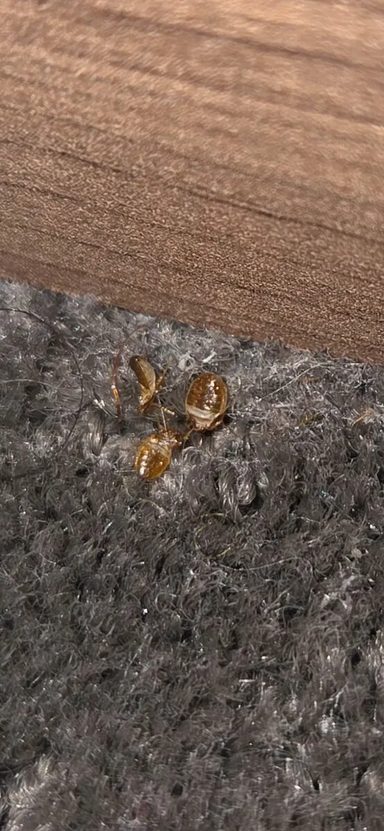 Carpet beetle larvae found at the edge of a carpet during a BugCorp inspection in Sydney