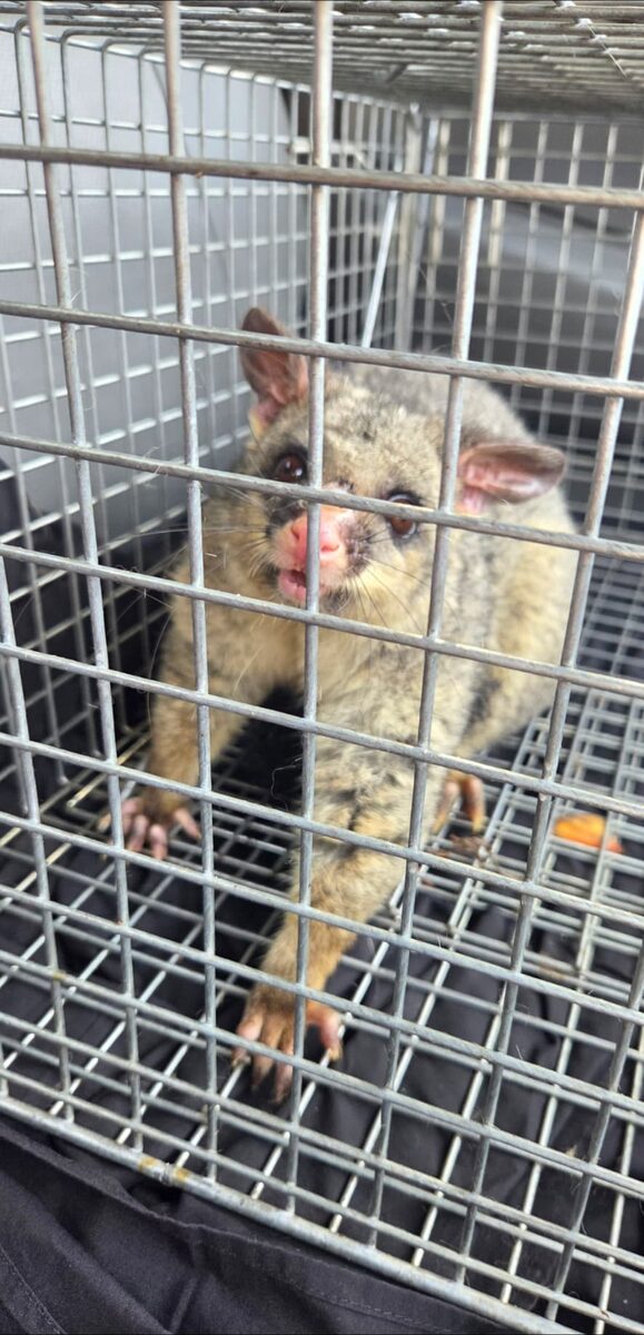 Brushtail possum in a humane cage trap after removal from a Sydney roof