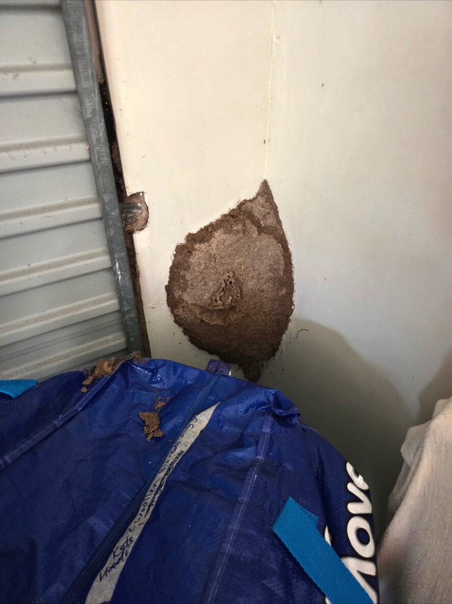 Termite mud nest found during a BugCorp inspection in Sydney