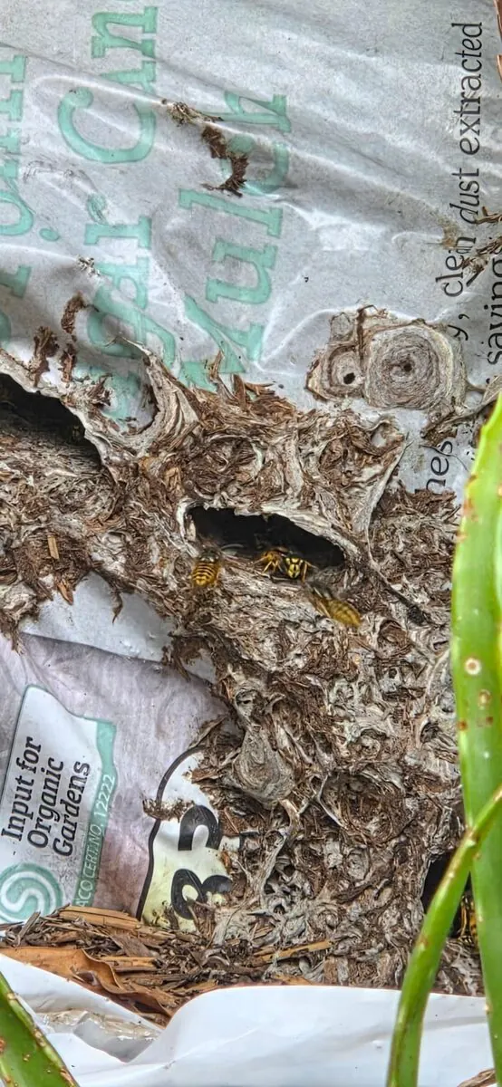 Active wasp nest treated and removed by BugCorp at a Sydney property
